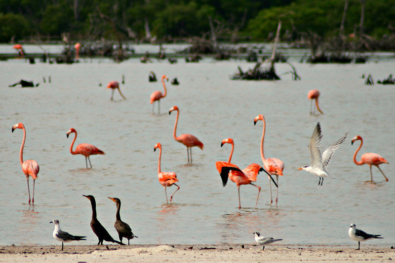 Flamingoes, Merida, Mexico