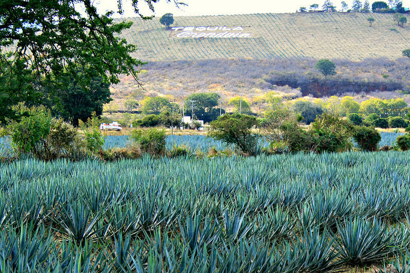 Agave Fields - Tequila, Mexico