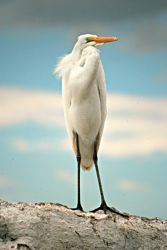 Lake Chapala Egret