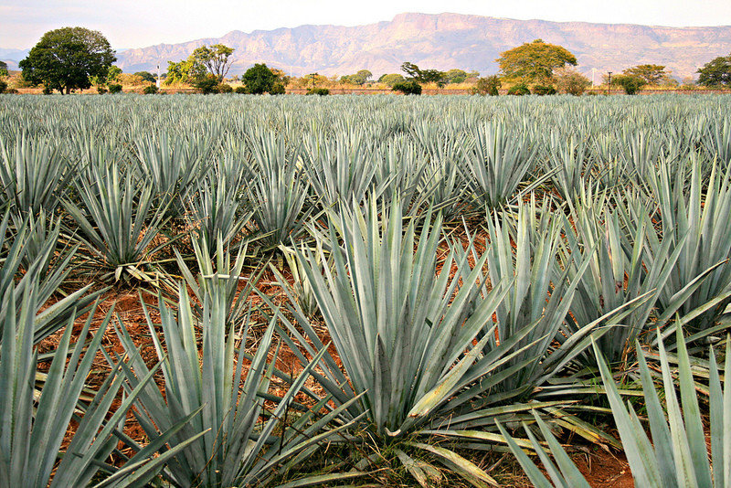 Agave Fields - Tequila, Mexico