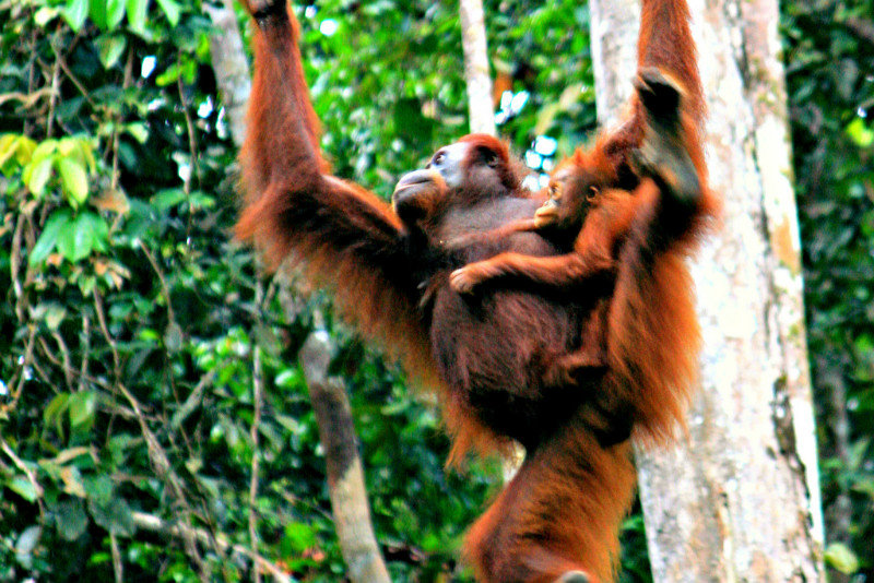 Orangutan - Semenggoh