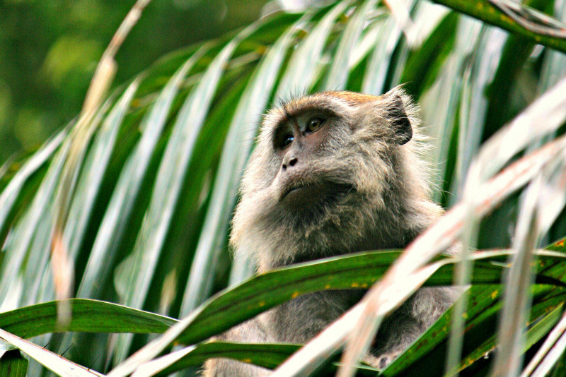 Macaque Monkey, Bako