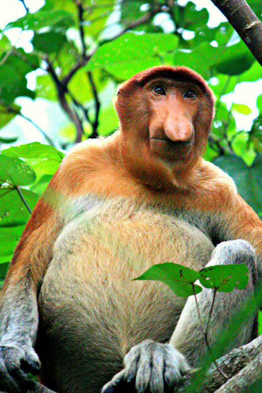 Proboscis Monkey, Bako
