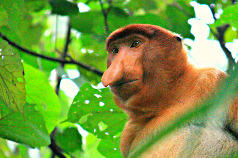 Proboscis Monkey, Bako
