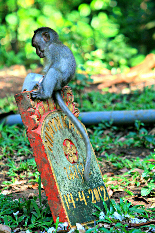 Monkey Cemetery, Ubud