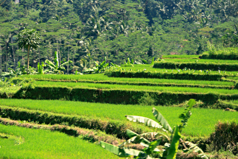 Indonesia Rice Terraces
