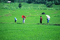 Java Rice Fields