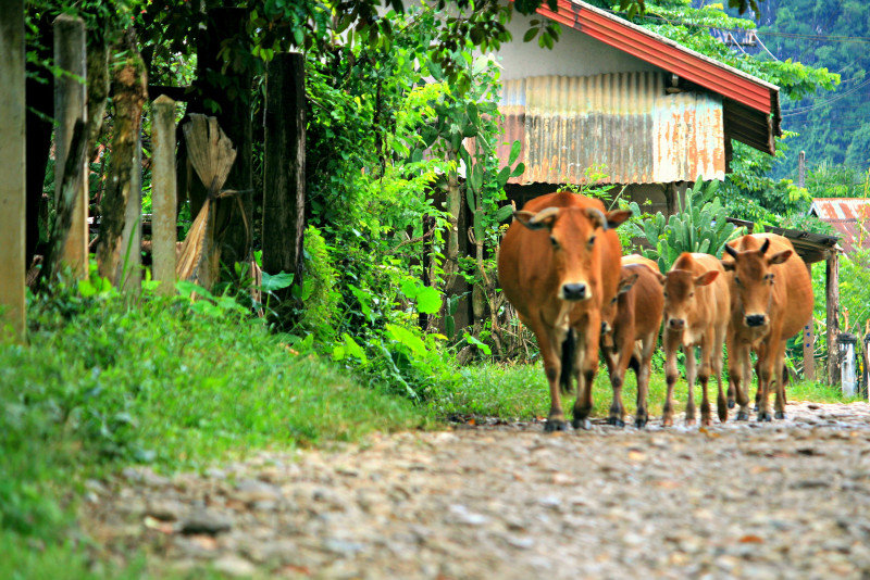 Lao Cows - Vang Vieng