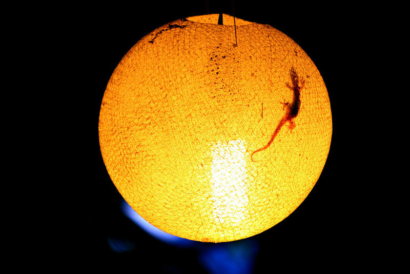 Gecko Lamp