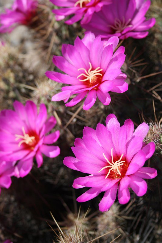 Cholla Cactus flowers