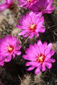 Cholla Cactus flowers