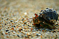 Hermit Crab-Playa Migrino