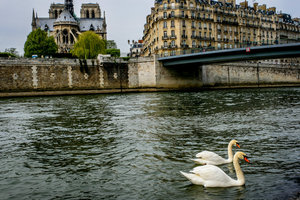 Swans on the Seine