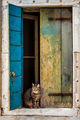 Venice Cat