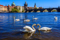 Vltava River Swans