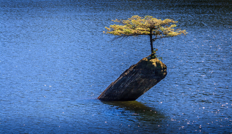 Fairy Lake Bonsai