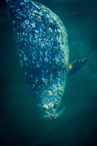 Oak Bay Harbor Seal