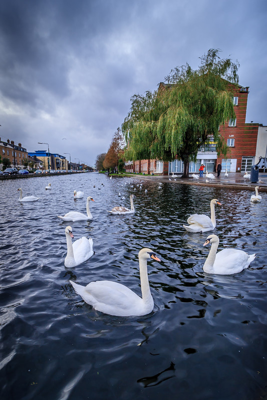Grand Canal Swans