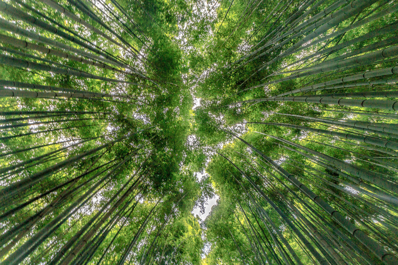 Arashiyama Bamboo Trail