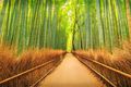 Arashiyama Bamboo Trail