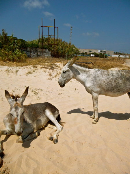 Wild Donkeys