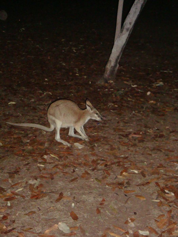Naughty Wallaby in our camp