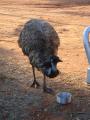 Emu at Curtin Springs