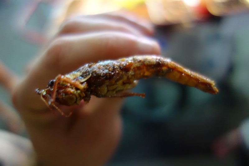 Fried Grasshopper on a Stick.  Here goes nothing...