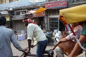 Goat on a Rickshaw