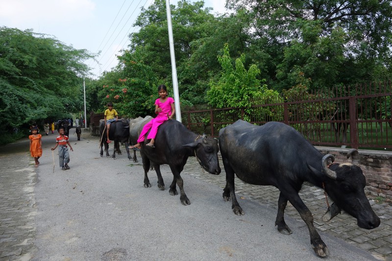 A Girl Riding a Herd of Cows
