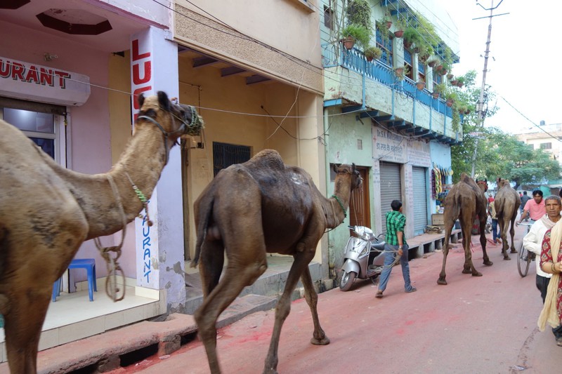 Street Camels
