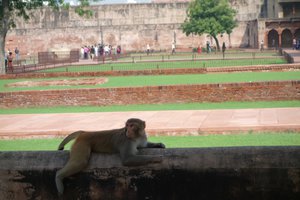 Local Residents of Agra Fort