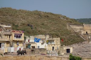 Elephants Riding up to Amer Fort