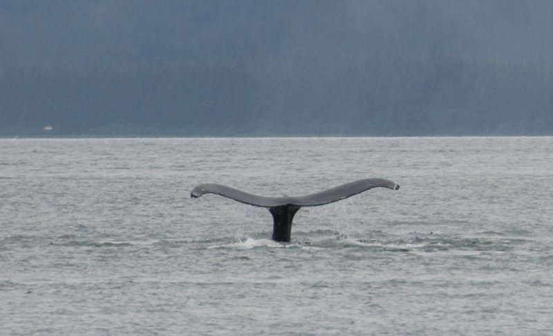 whale tail 2