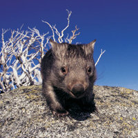 The Wombat Diaries