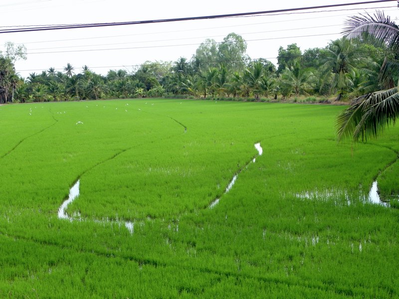 9. Rice paddies galore once we left Bangkok