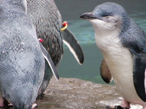 Fairy penguins