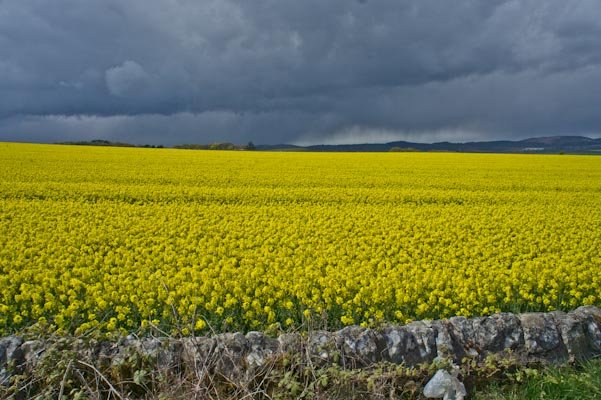 A field of rapeseed