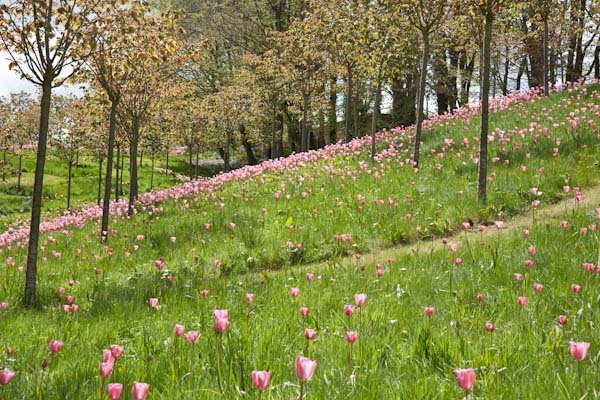 hillside of tulips