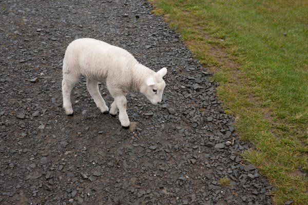 Elisabeth's little lamb
