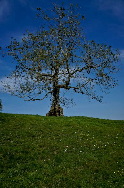 lone tree