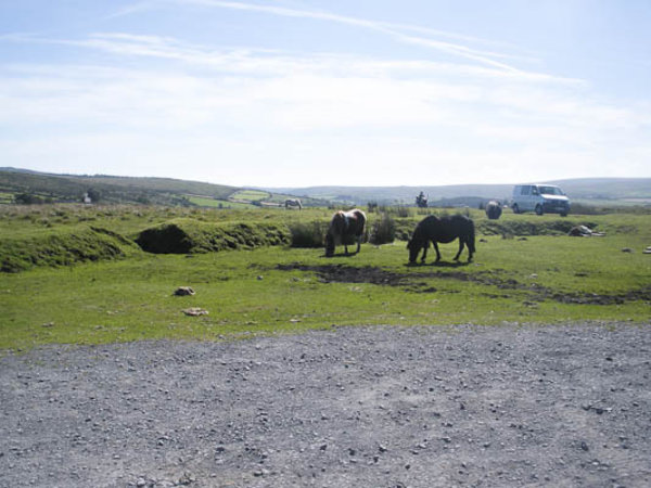 ponies on the moors