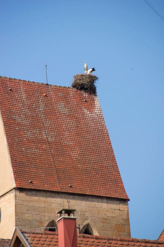nesting storks, Eguisheim, France