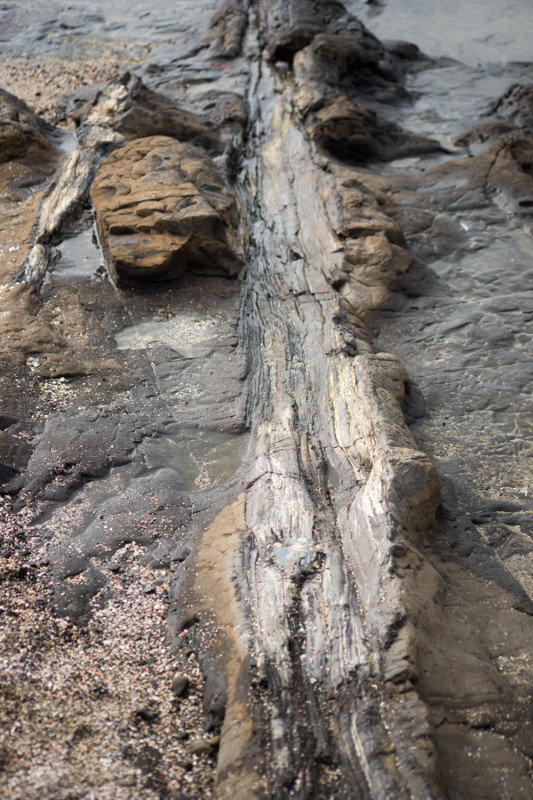 fossilied tree