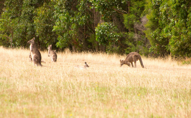 a family of roos