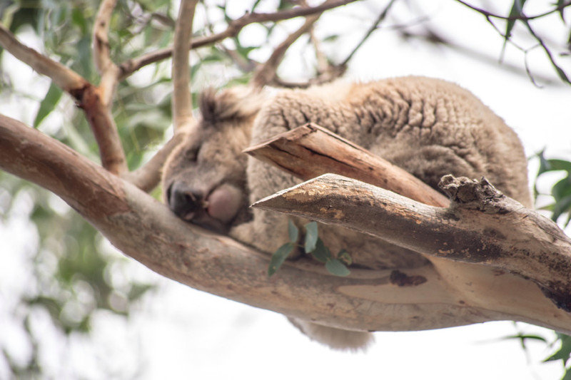 sound asleep Koala