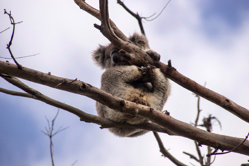 sleeping Koala