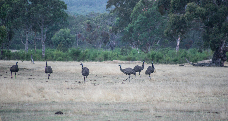field of Emu