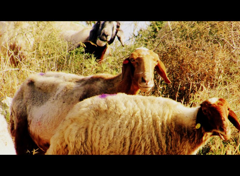 Sheep, Khirbet Qeiyafa