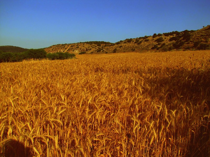 Wheat field at the base of K.Q.